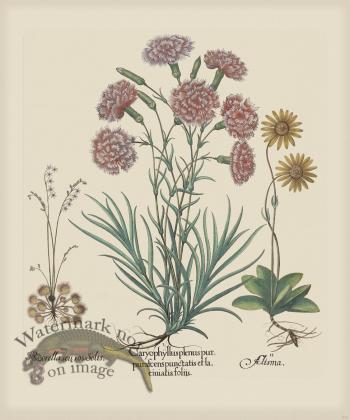 Besler 312 Colored  B2